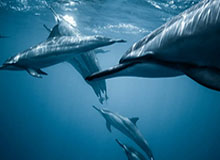 APP 下载-【观察】两战显超巨本色 雄鹿热火却退出哈登争夺？